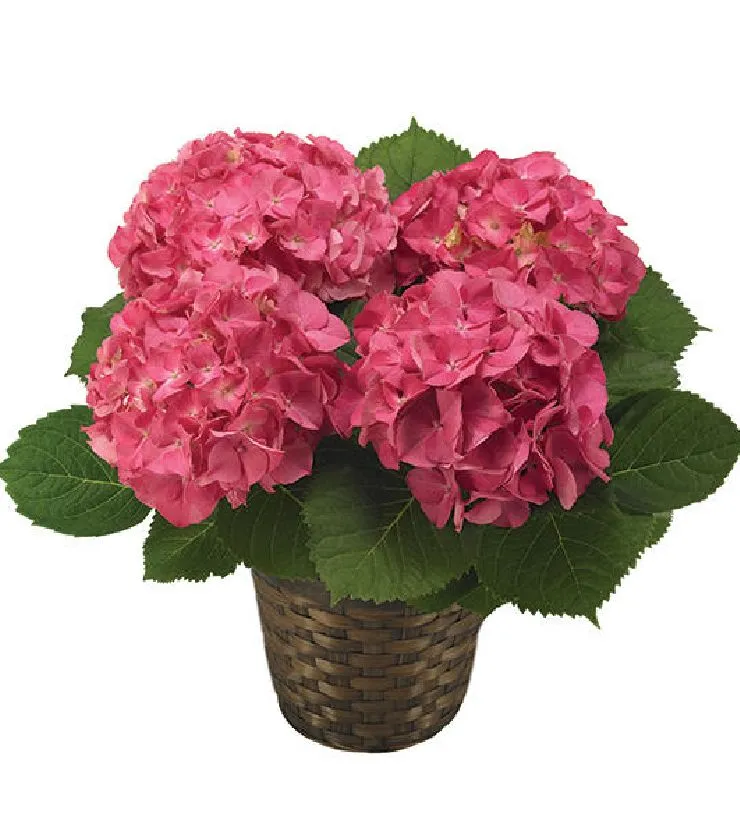 Pink Hydrangea Plant