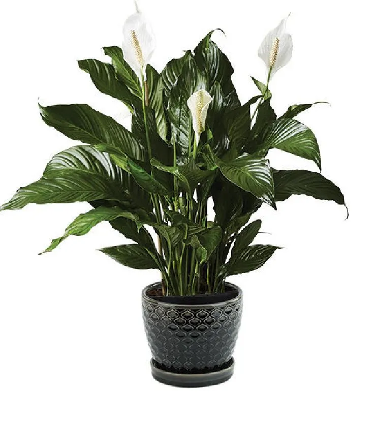 Peace Lily Potted Plant