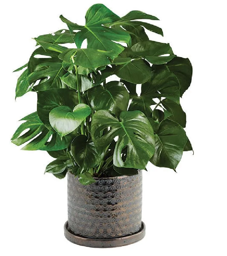 Monstera Potted Plant